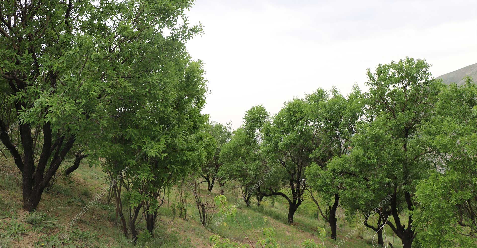 زمین مشجر لواسان شناسه 2382