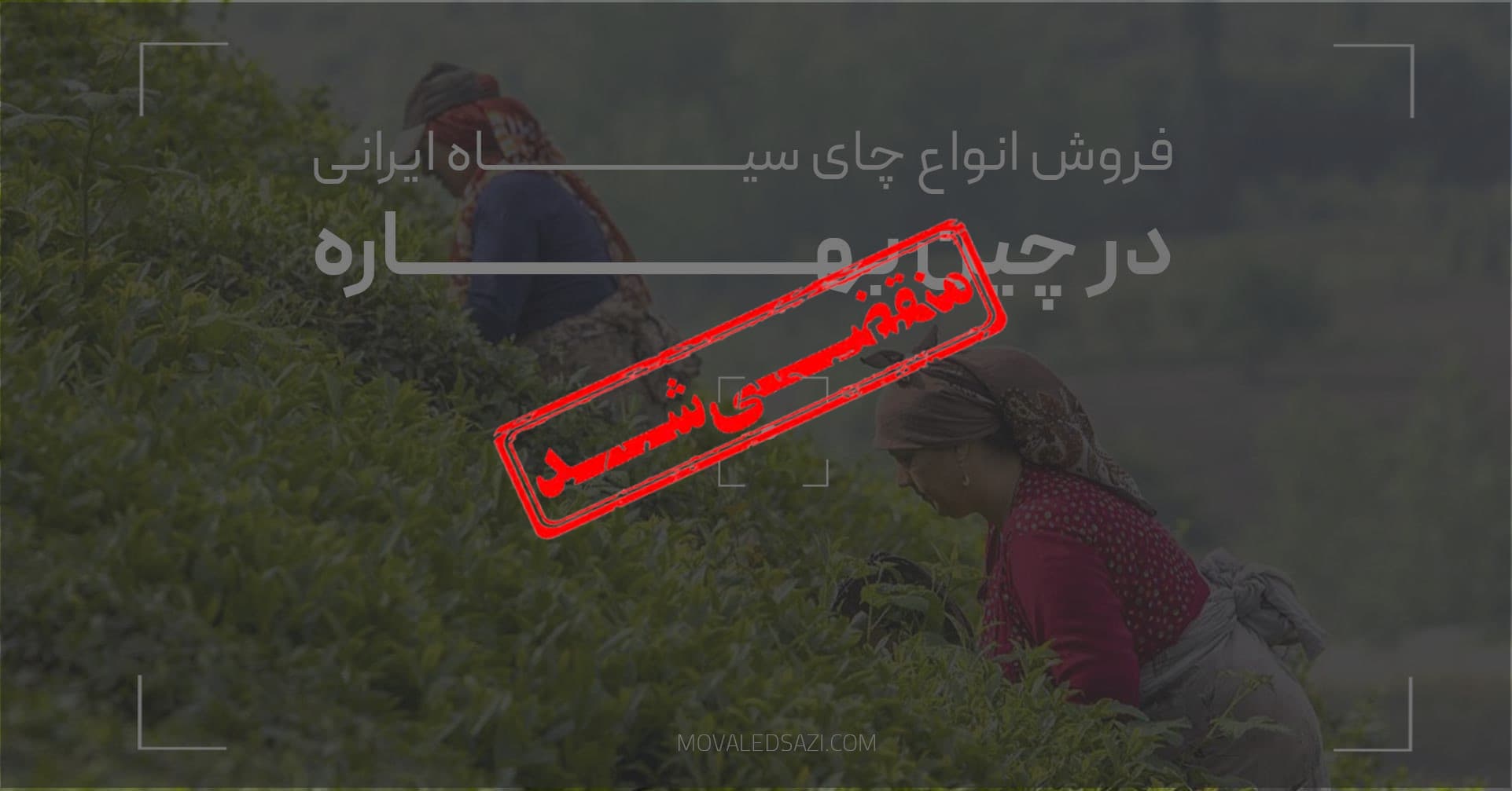 فروش انواع چای سیاه ایرانی تولیدی در چین بهاره
