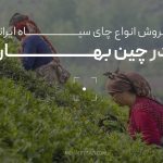 فروش انواع چای سیاه ایرانی تولیدی در چین بهاره