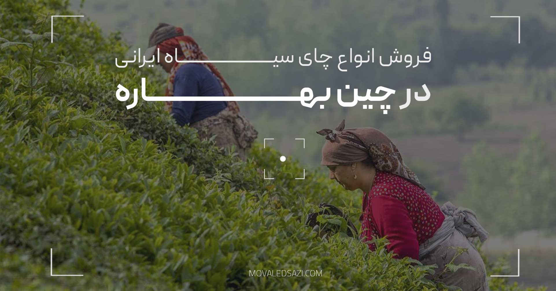 فروش انواع چای سیاه ایرانی تولیدی در چین بهاره