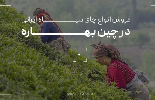 فروش انواع چای سیاه ایرانی تولیدی در چین بهاره